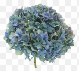 Collectionvintage U2014 Sofia Flowers - Bouquet Png,Hydrangea Png