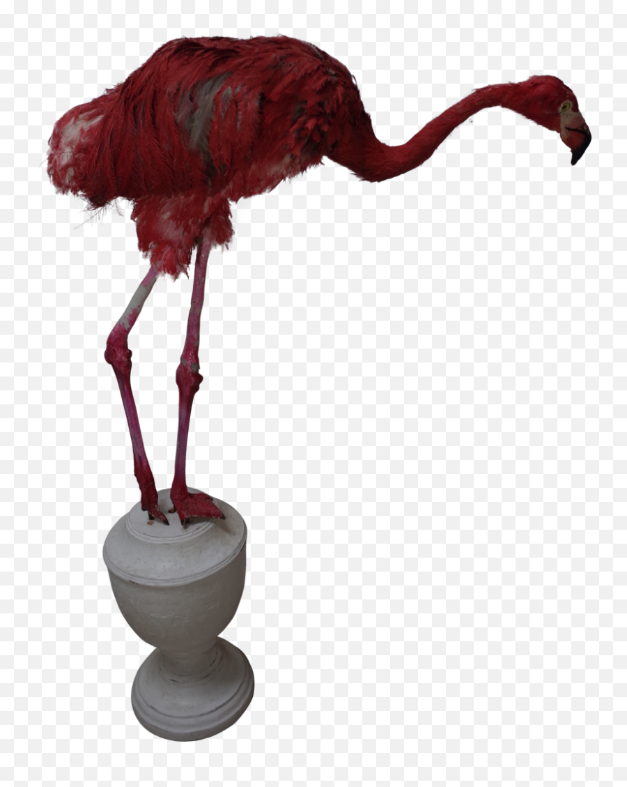 Download Taxidermy Young Ostrich Dressed As A Pink Flamingo - Turkey Png,Ostrich Png