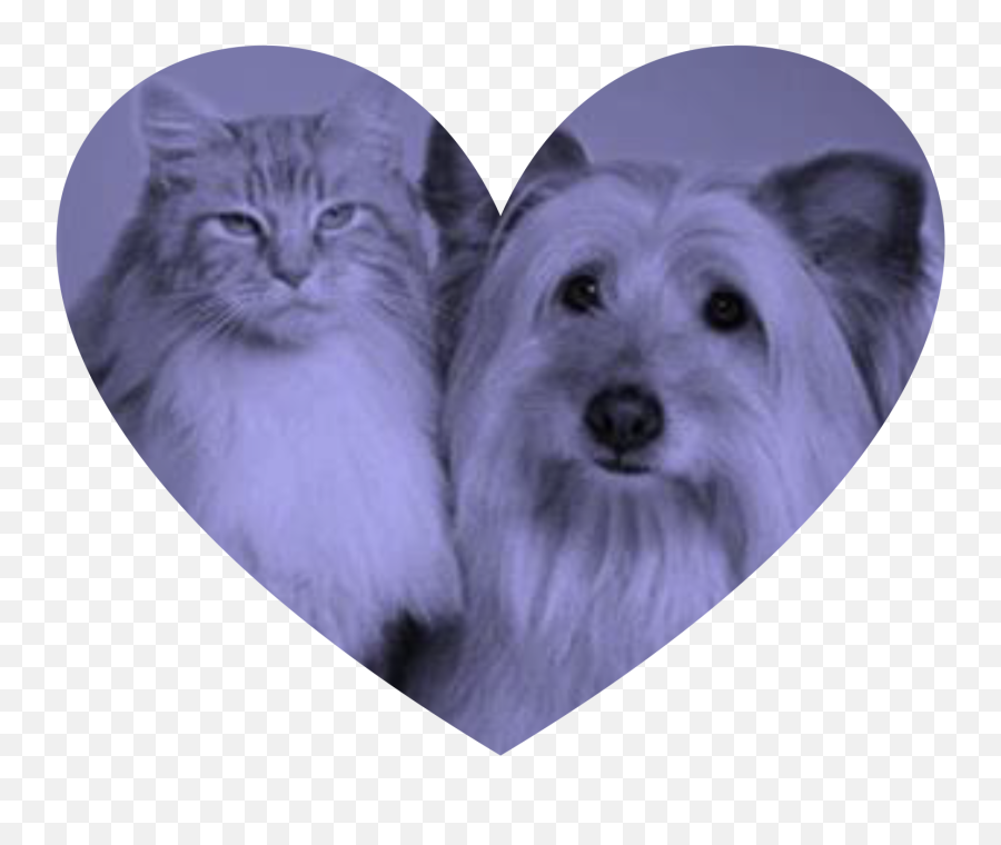 Valentineu0027s Day Pet Fair - Councilmember Bob Blumenfield Veterinary Clinic Png,Pets Png
