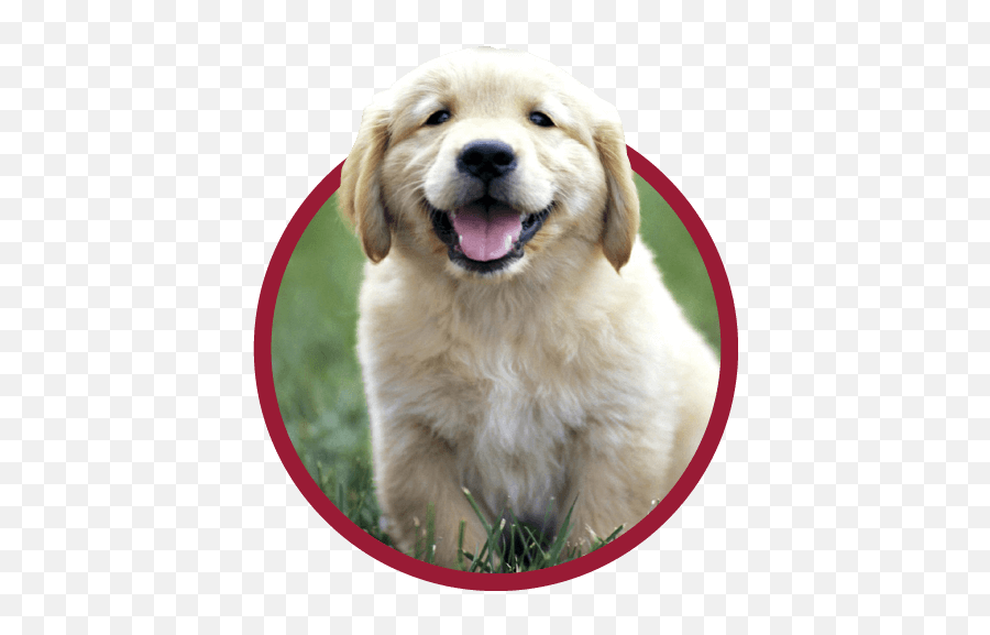 Puppy Preferred Pet Plans - Animal Medical Center Of Tyler Golden Retriever 1 Months Png,Puppy Png