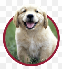 Puppy Preferred Pet Plans - Animal Medical Center Of Tyler Golden Retriever 1 Months Png,Puppy Png