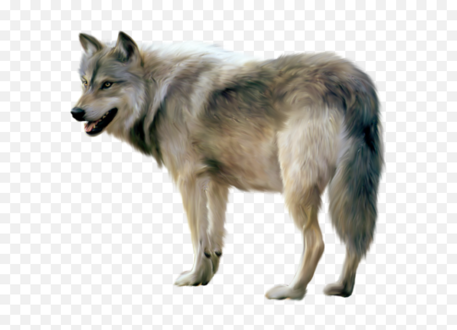 Wolf Sideview Transparent Png - Wolf Png,Lobo Png