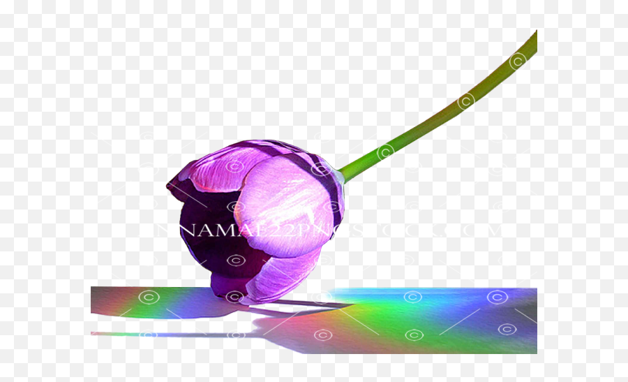 Rainbow Colors Png Tulips Transparent Background