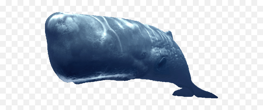 Sperm Whale En Fish Ocean Sea Glogster Edu - Whale Png,Whale Transparent