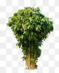 Bamboo Bush Transparent Png