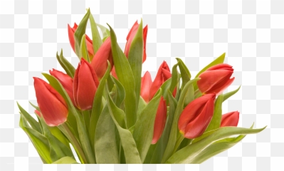 Bouquet Flowers Png