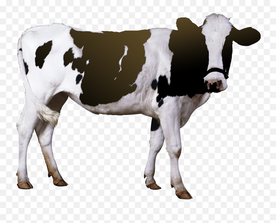Cow Png Transparent Images Free Download