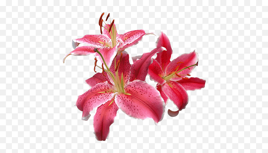 Oriental Lilies - La Mancha Flowers Direct Lily Png,Mancha Png