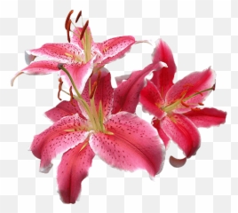 Oriental Lilies - La Mancha Flowers Direct Lily Png,Mancha Png