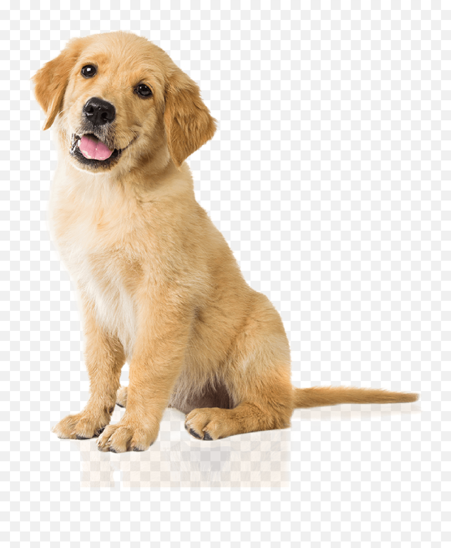 Dog Png Image Beautiful Dogs - Golden Retriever Puppy Dog,Pet Png