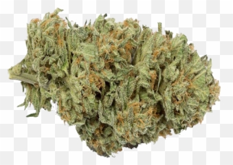Buy Bubble Gum Strain - Liverwort Png,Bubble Gum Png