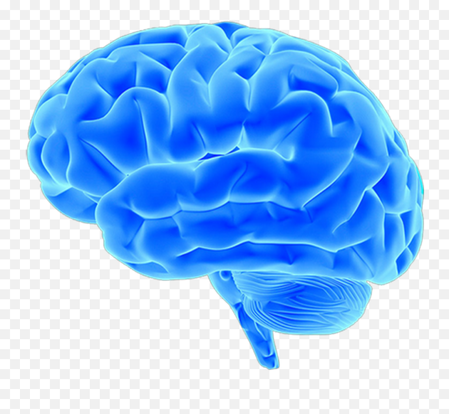Brain Png Images Free Download - Sleep At Least 8 Hours,Human Brain Png