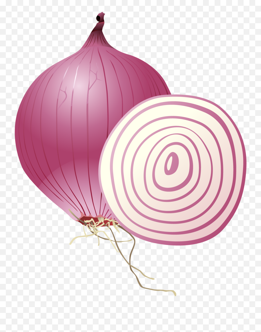 Free Png Onion - Konfest,Onion Png