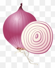 Free Png Onion - Konfest,Onion Png