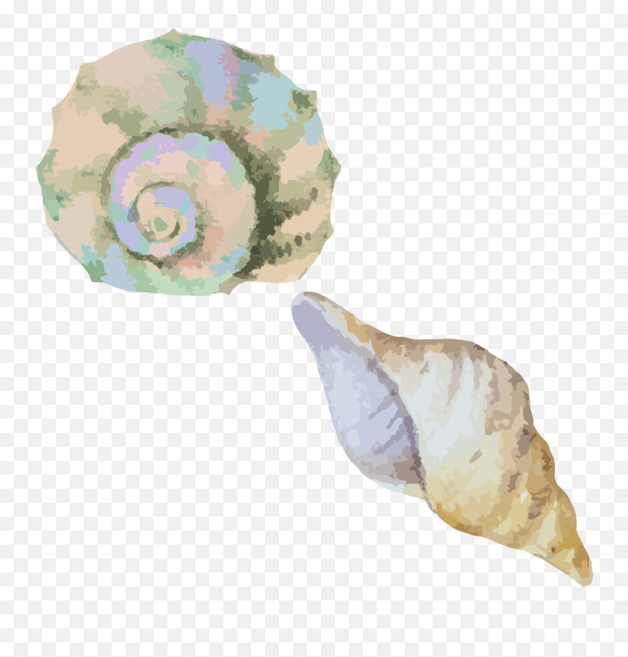 Clip Art Library Stock Sea Snail Conch Seashell Material - Transparent Watercolor Sea Shell Png,Sea Shell Png