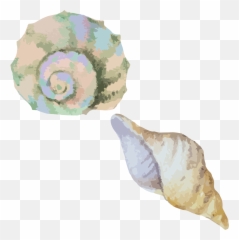 Clip Art Library Stock Sea Snail Conch Seashell Material - Transparent Watercolor Sea Shell Png,Sea Shell Png