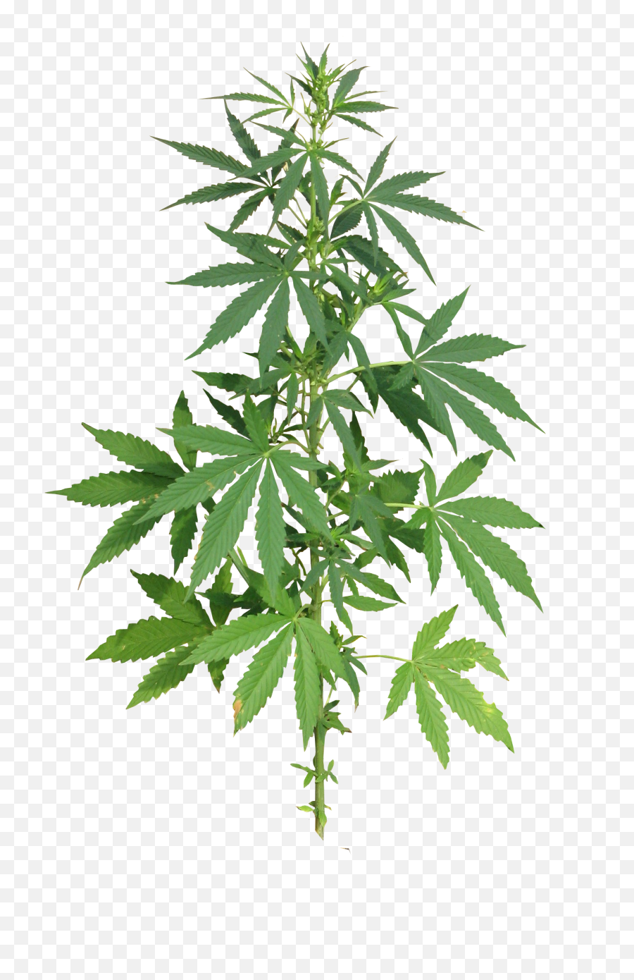 Cannabis Plant Full Png Image - Weed Png,Weed Transparent Background