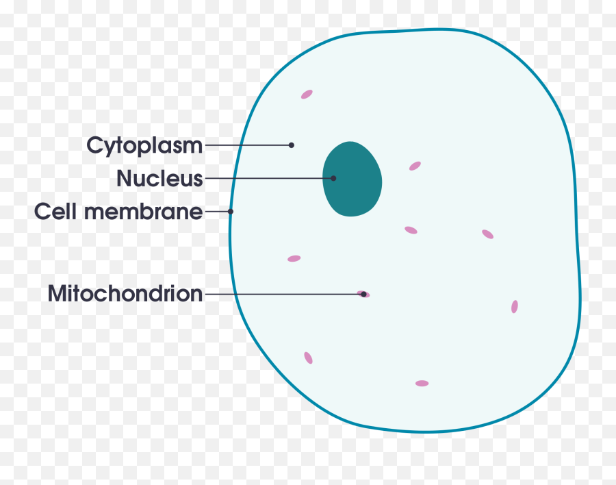 Animal Cell Diagram Labeled Simple - Cell Membrane Definition For Kid Png,Simple Png