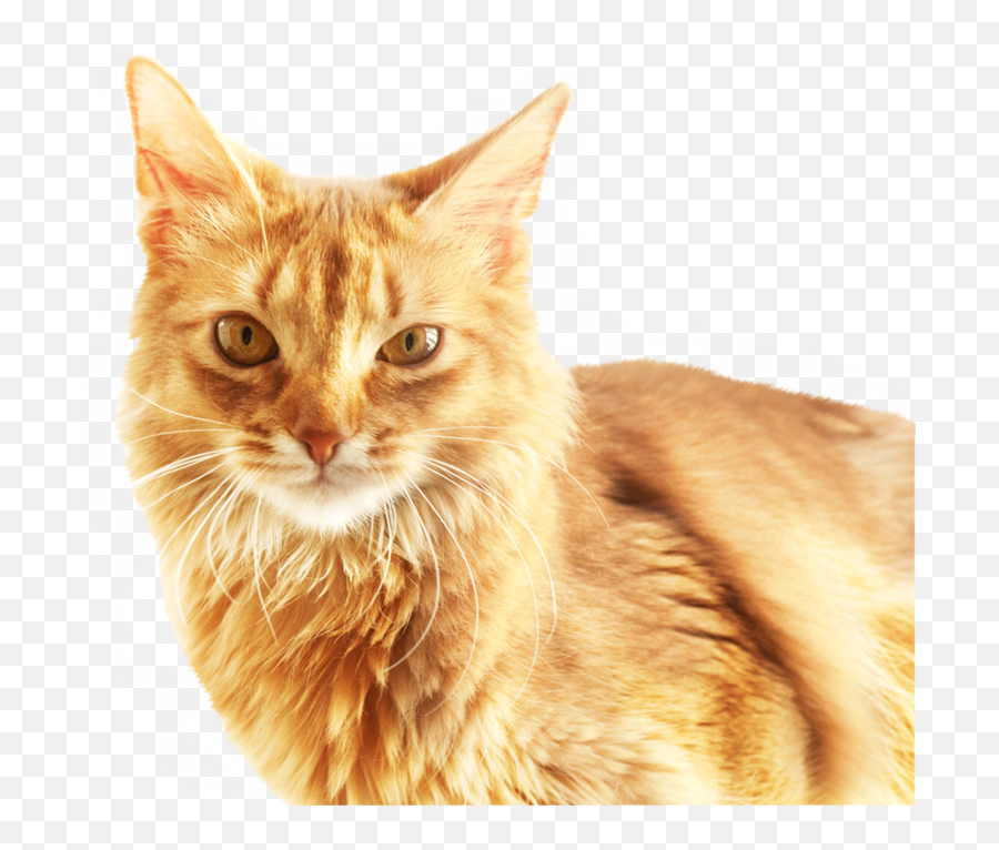Cat Download Software - Cute Cat Png Download 750750 Cat,Cute Cat Png