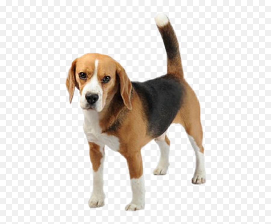 Transparent Background Beagle Png - Beagle Transparent Background,Beagle Png