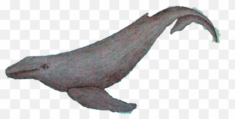 Glmixer Tickets 18 Images With Transparent Background - Humpback Whale png