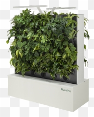 Green Walls Naava - Sageretia Theezans Png,Green Wall Png