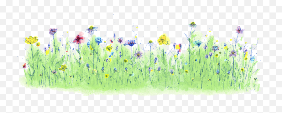 Huw Prosser - Dandelion Full Size Png Download Seekpng Flower Grass Watercolor Png,Dandelion Png