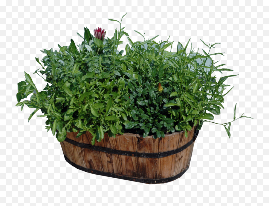 Download Hd Potted Plants Png - Wood Flower Pots Houseplant,Jungle Plants Png