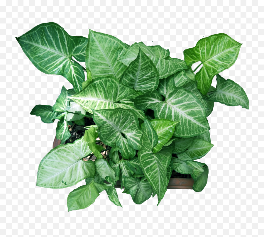 Plant With Flower Pot - Free Photo Graphics Pic Png,House Plant Png