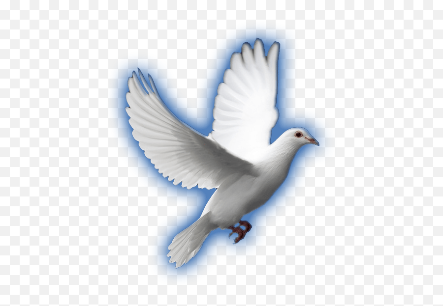 Download White Dove - Full Size Png Image Pngkit Columbidae,Dove Png