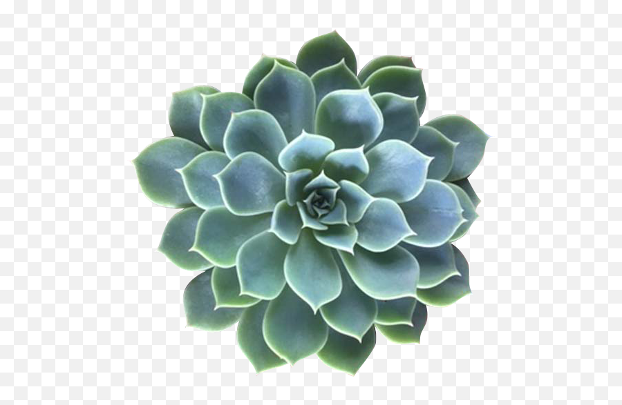 Succulents Png 5 Image - Aesthetic Pngs For Edits,Succulent Transparent Background