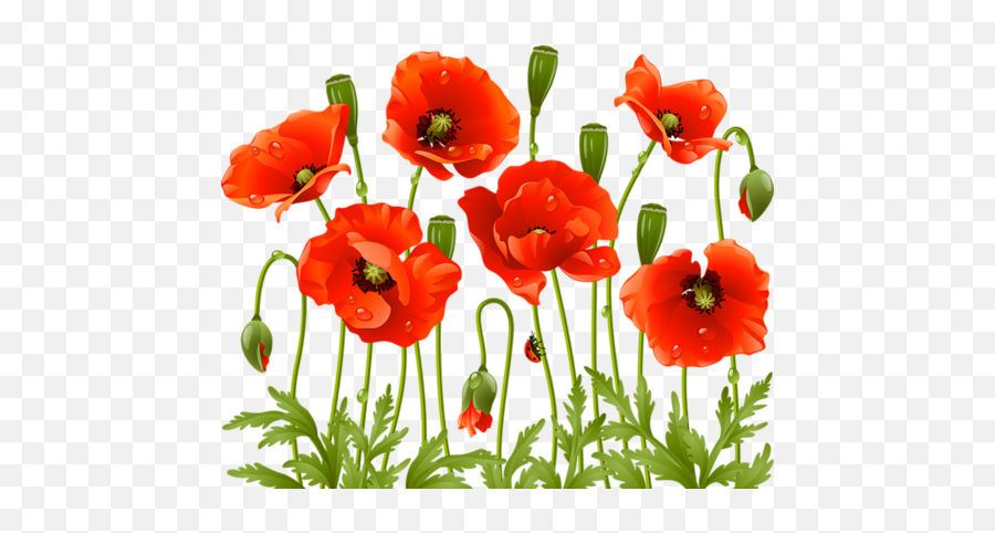 Download Poppy Flowers Red Poppies Spring Large - Poppy Flower Png,Spring Flowers Png