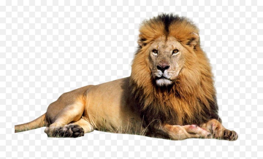 Download Lion Png Image For Free - Lion Sitting Images Hd,Lion Png Logo