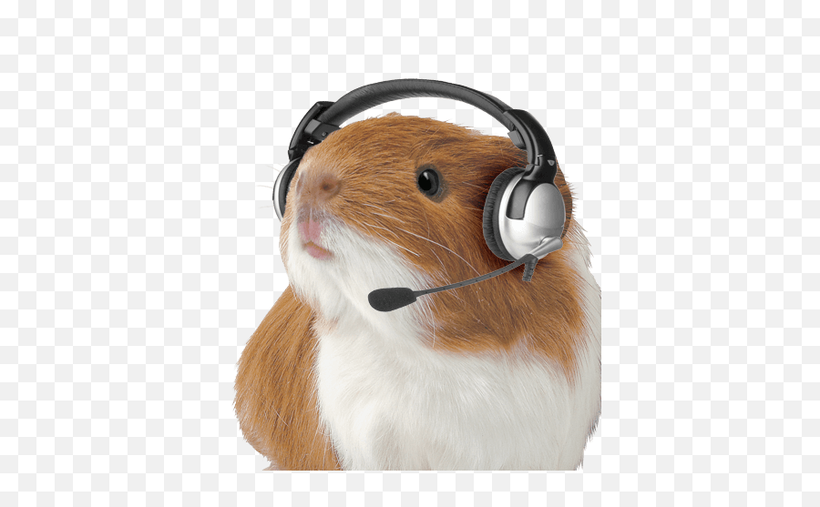 Guinea Pig With Headset Png Image - Guinea Pig With Headset,Hamster Png