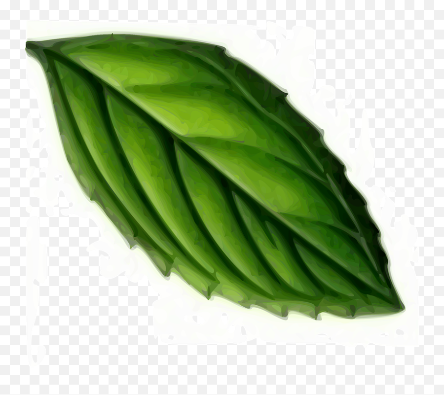 Leaf Mint Plant - Mint Leaf Clipart Png,Mint Leaves Png