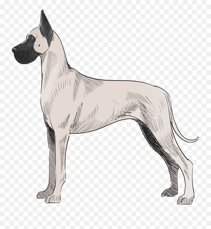 Dog Clipart Png Image - Great Dane,Dog Clipart Png