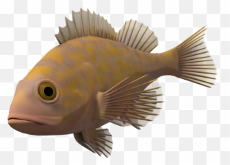 Ocean Fish Transparent Background - png