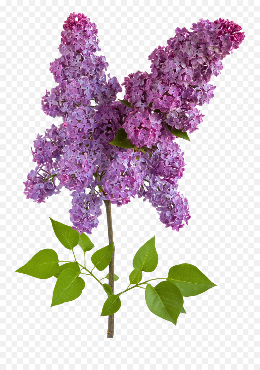 Lilac Flowers Png Images Free Download - Wisteria Flower Png,Lilac Png