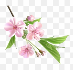 Spring Flower Png - Flowers