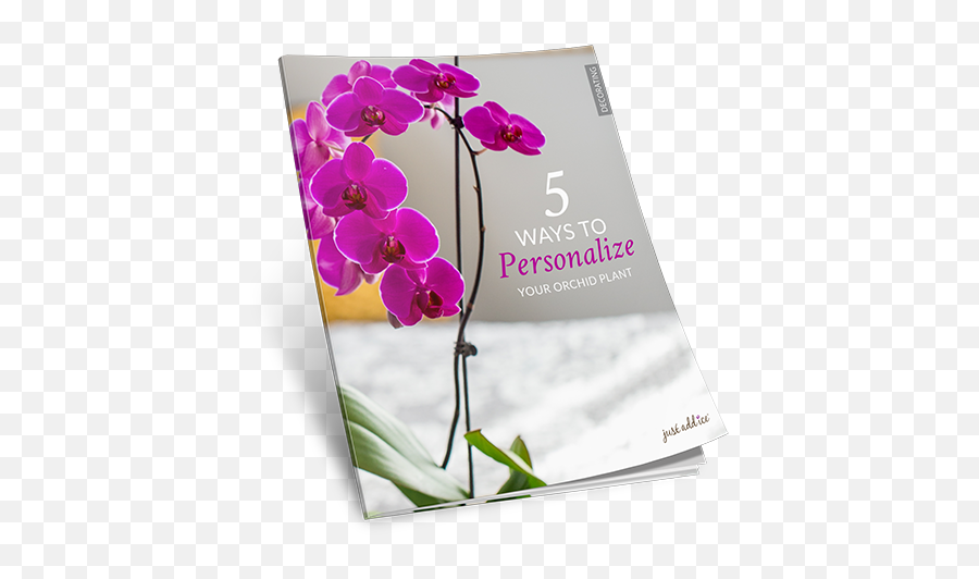 New Ways To Personalize Your Orchid Plant - Moth Orchid Png,Orchids Png