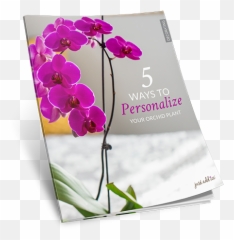 New Ways To Personalize Your Orchid Plant - Moth Orchid Png,Orchids Png