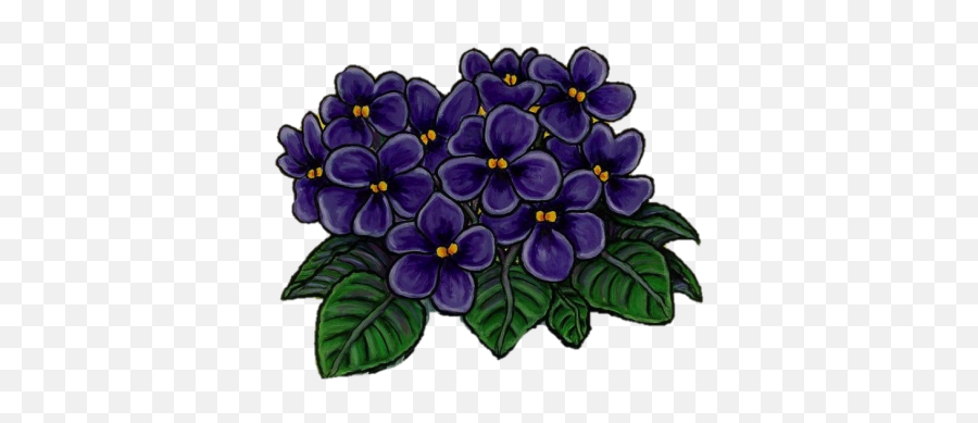 african violet flower delta sigma theta
