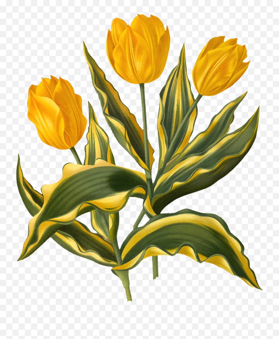 Flowers Tulips Yellow - Free Image On Pixabay Tulip Png,Green And Yellow Flower Logo