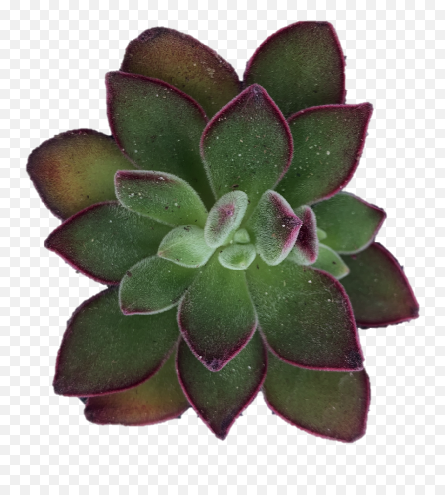 Echeveria Pulvinata U0027rubyu0027 Succulent Cutting - Ruby Slippers Echeveria Elegans Png,Ruby Slippers Png