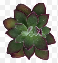 Echeveria Pulvinata U0027rubyu0027 Succulent Cutting - Ruby Slippers Echeveria Elegans Png,Ruby Slippers Png