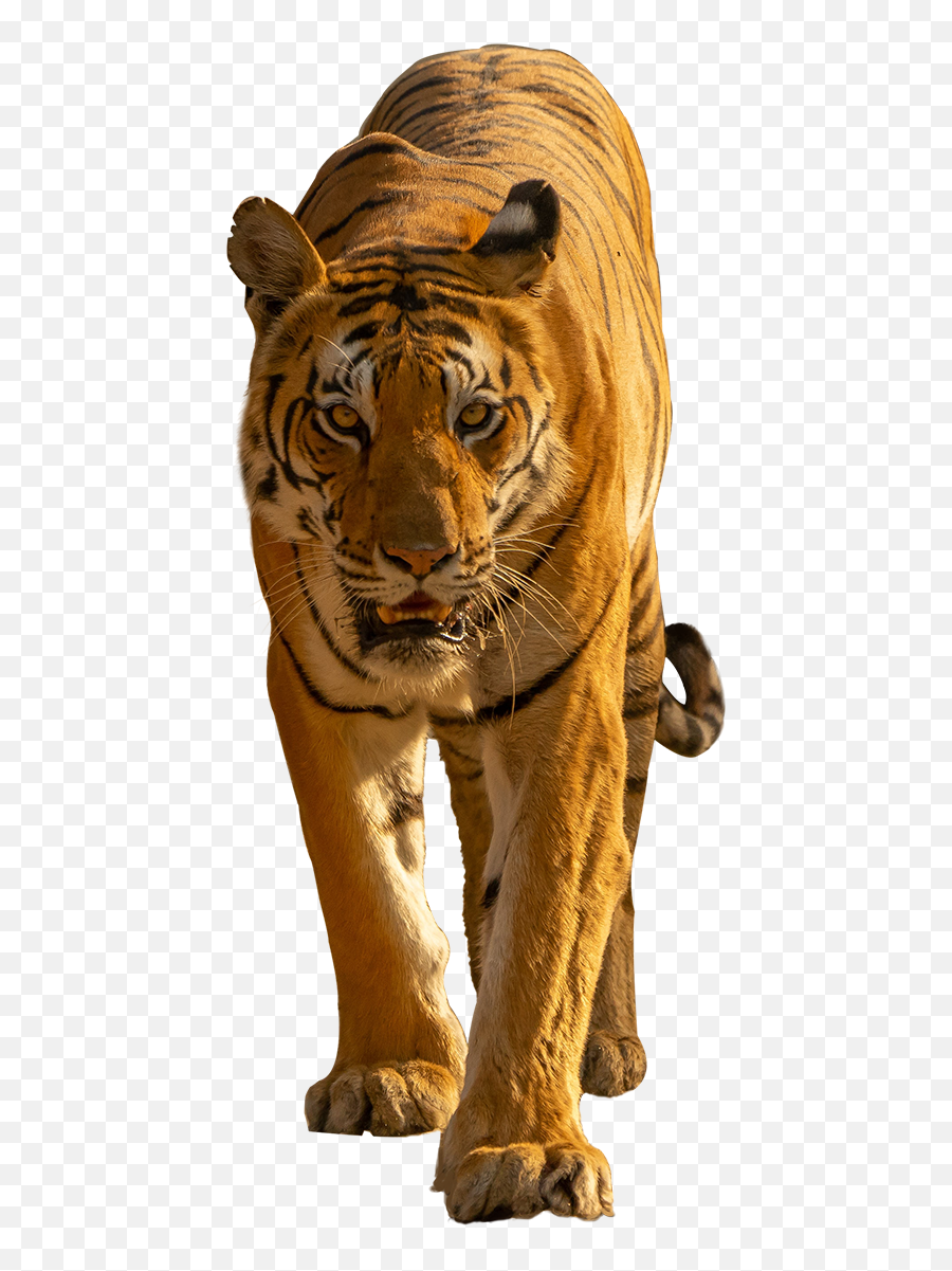 Whatsapp Icon - Bengal Tiger Png,Bengal Tiger Icon