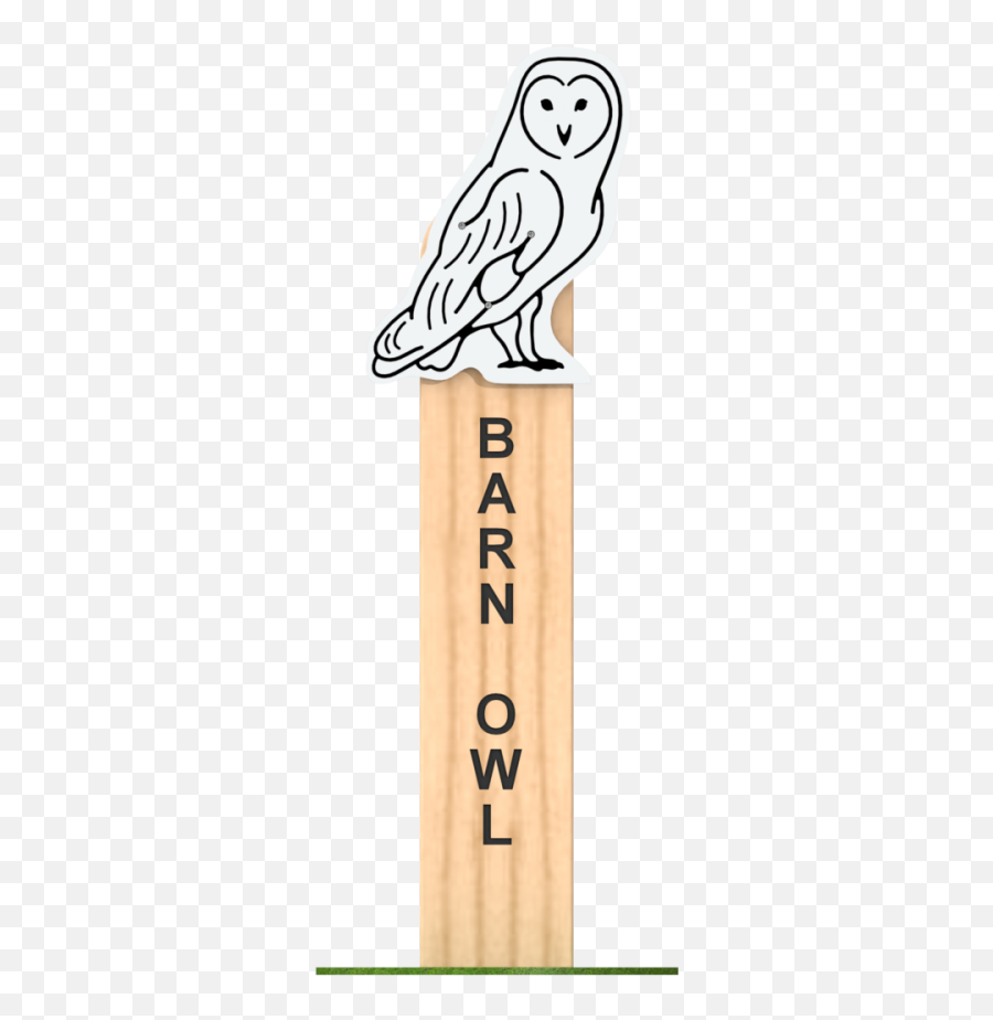 Barn Owl Animal Faces A E Evans - Solid Png,Barn Owl Icon