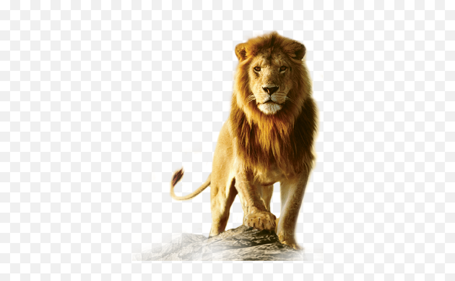 Lion Roar Png - Lion Png Hd Full Size Png Download Seekpng Lion Hd Wallpaper Png,Lion Roaring Icon