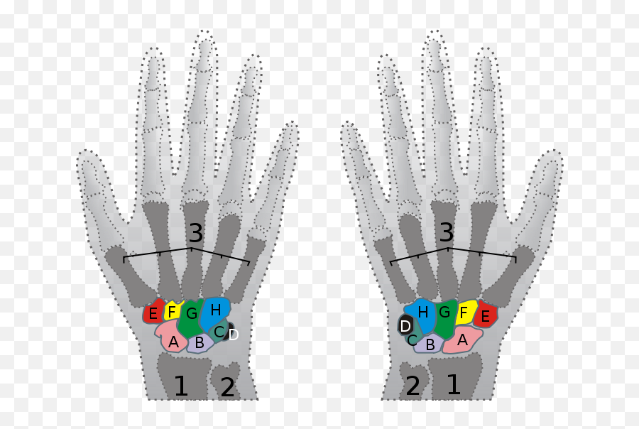 Heal Your Carpal Tunnel Today Page 132 - Carpal Bones Highlighted Png,Icon Stryker Vest Sizing