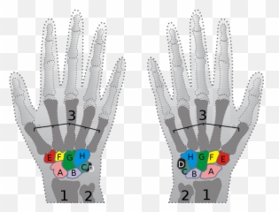 Heal Your Carpal Tunnel Today Page 132 - Carpal Bones Highlighted png